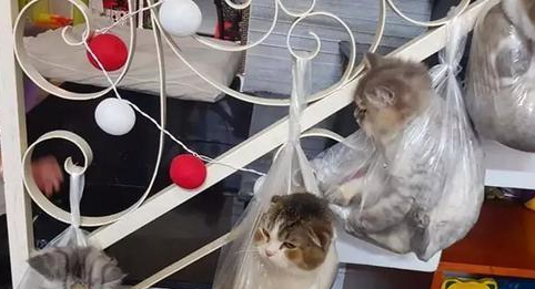 下班回家发现花瓶碎了，主人气得把猫咪全都挂起来，画面高萌