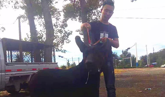 上世纪叱咤风云的“莱州红”重见天日！昔日的犬界“金刚”如今……