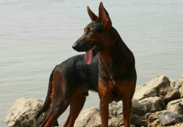 农村最爱养的五种田园犬，四眼铁包金很少见，第三种有钱都没法买