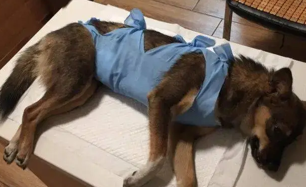 送爱犬去绝育，兽医却告状被狗咬了！宠主一看证据照笑喷了