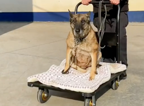 瘫痪警犬退役后，后辈分享食物还帮忙推小车晒太阳，战友情啊！