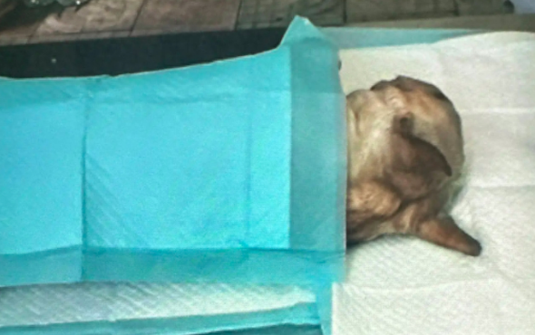 花9千给狗航空托运，没想到它却死在了异国他乡，尸体至今未运回