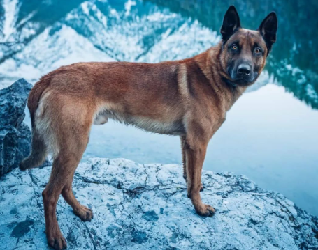 穿警服的大魔头：马犬，从小喽啰到C位的逆袭
