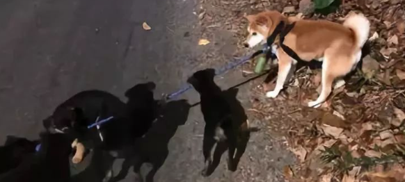 柴犬遭社会狗截道，这是什么凶残的黑恶势力啊！ 