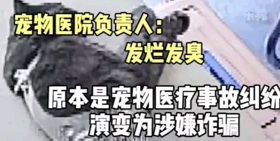 东莞男子带猫做绝育手术后，把猫弄死，勒索两家宠物店