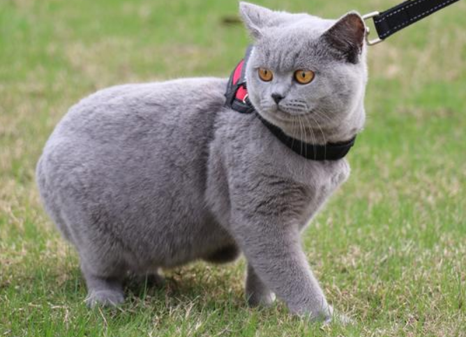 猫咪疑被误诊差点安乐死，主人告医院索赔精神损失6500元