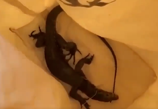 猫咪出门闲逛，一不小心帮忙抓到了出逃多日的大蜥蜴