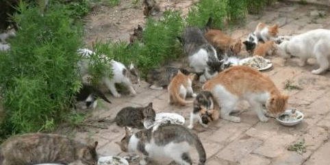 捡回一只流浪虎斑猫，黑猫对它宠爱有加