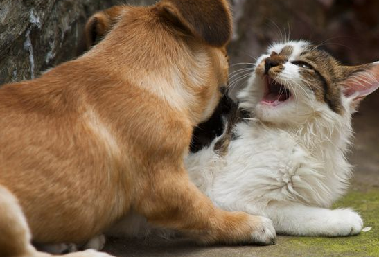 猫咪为保护狗狗去世，原本脾气暴躁的狗狗性情大变，直到另一只小猫出现…