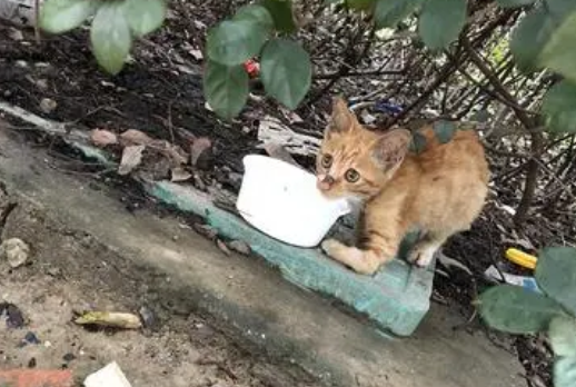 拯救流浪猫，投喂还是TNR？