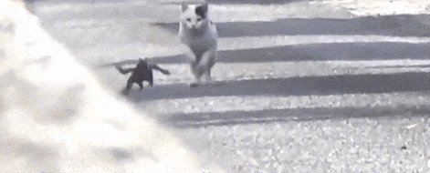 猫咪出门闲逛，一不小心帮忙抓到了出逃多日的大蜥蜴
