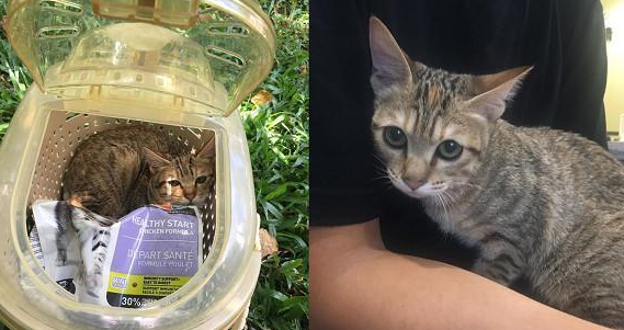 虎斑猫被装进外出笼丢草堆曝晒，当时户外温度竟高达37度！