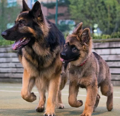 穿警服的大魔头：马犬，从小喽啰到C位的逆袭