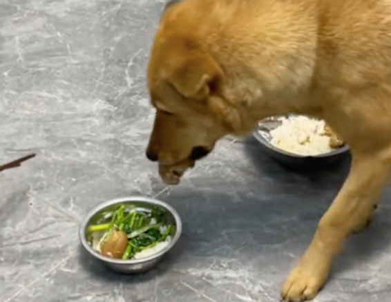 从狗碗夹走肉后，狗狗竟然又主动叼了块肉给主人，不愧是田园犬