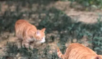 4天7只流浪猫离奇死亡！南宁一小区业主查看视频发现有人……