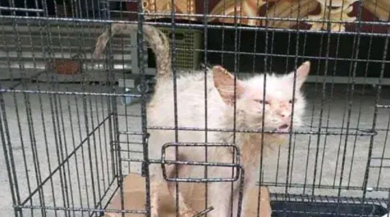 小猫因“丑陋”遭驱赶，一年后成功逆袭，小破烂变成小天使