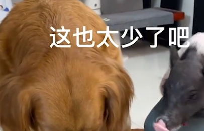 聪明！河南一金毛盯着电视中的猪蹄流口水，转身手搭在宠物猪身上