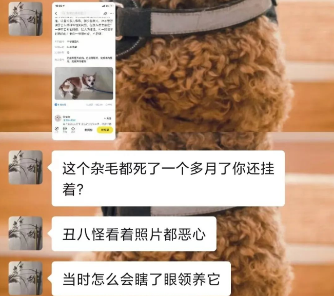 死在恶魔手上的小柯基：四肢被掰断，脖子被钥匙戳穿