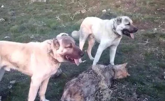 世界第一猛犬，坎高犬大战大灰狼，场面惨烈，让人直冒冷汗