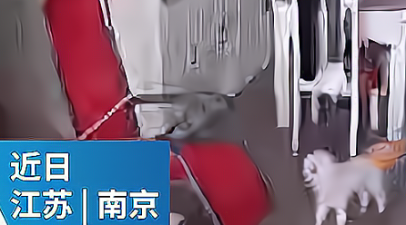 南京女孩的灵魂拷问：我若被隔离，宠物狗在家半月，死了咋办？