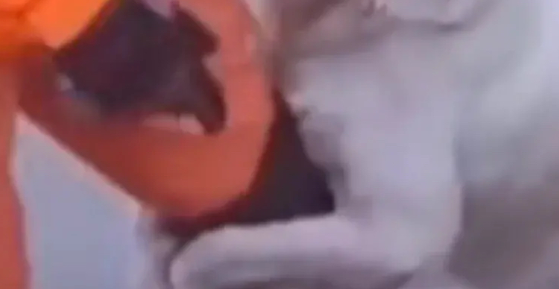 消防员洪水中救了狗狗一命，狗狗搂着消防员大腿不让走，感动