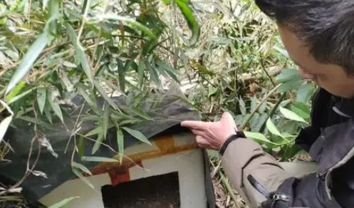 4天7只流浪猫离奇死亡！南宁一小区业主查看视频发现有人……