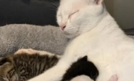 猫妈妈和猫崽抢吃的，被铲屎官发现后一脸淡定：吃孩子的饭咋了