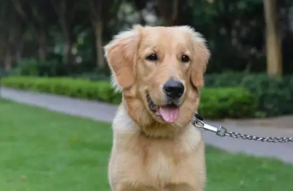 浙江9岁男孩狂犬病发作最终放弃治疗，5年前曾被狗咬伤