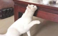 现实版真假孙悟空，捡了一只流浪猫，竟然和家里的猫长得一模一样