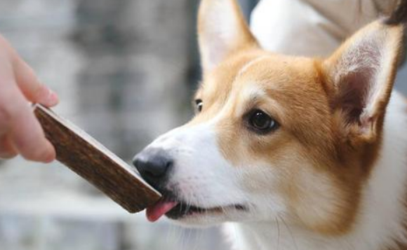 爱与陪伴和宅犬扰邻，上班族养狗难题怎么破