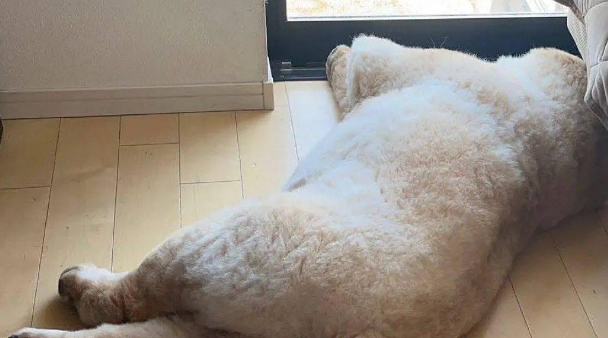 松狮犬想和围栏内的猫猫打招呼，结果卡成了一坨“松松面包”