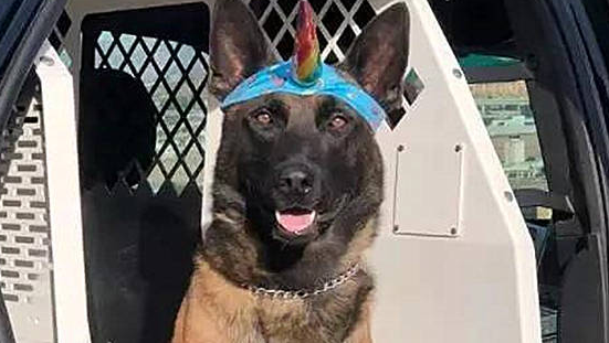 警犬每次出门巡逻，独特造型总引来路人围观拍照：硬汉的少女心 