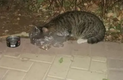北大学生为校园流浪猫做图谱火了，一小时60万次