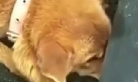 幼崽不幸夭折，狗妈妈忍痛不停用爪子挖洞埋葬，太心酸了！