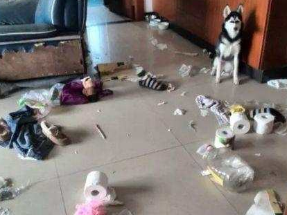 网友为教训犯错的二哈，将它用胶带粘在地上，二哈一脸的生无可恋！ 
