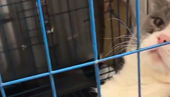 给母猫找了只公猫，不料隔天成这样，网友：父母包办的婚姻不幸福