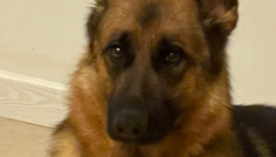 33万“天价”警犬竟然长这样？网友：都没人花33万娶我