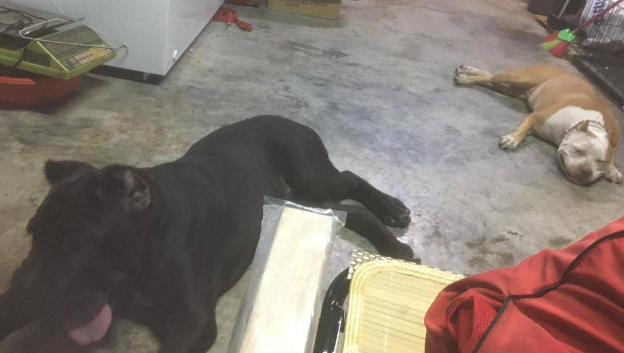主人出租130斤猛犬1小时500，路人看到都自动躲开！ 