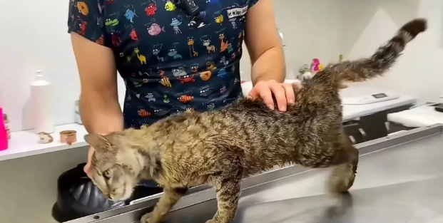 笑不活啦！狸花猫居然主动跑到宠物医院看病