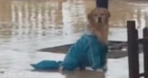 主人上班没带狗狗，它生气在雨中淋2个小时不回家