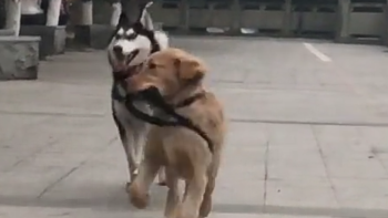两只狗散步，因这个举动成为焦点，二哈：同样都是狗凭什么你牵我