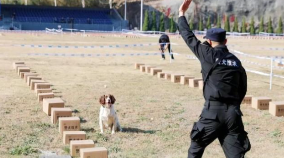 “满级”警犬“豆豆”：行走的爆炸物“探测仪”
