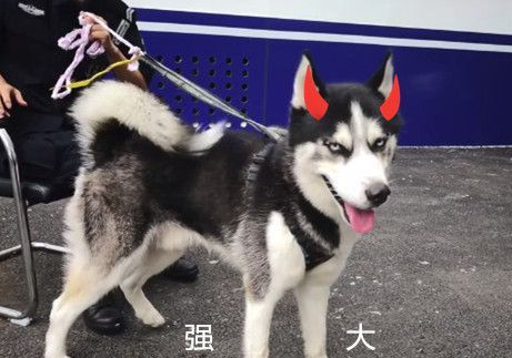 二哈被拴在警察局门口失物招领引人围观，警察苦笑着说出原因