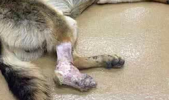 受不了铁链拴脚，德国牧羊犬自啃右脚只为活下去