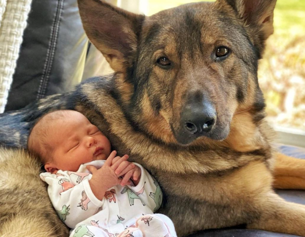 警犬上班对训导员冷若冰霜，下班却把他的娃宠上天…“是谁酸了我不说！”