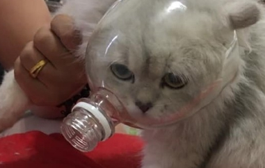 猫咪剪指甲总是不配合，于是罩住它的小脑袋后，猫：我被封印了吗