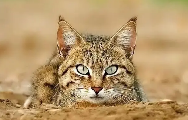 家猫成“外来入侵物种”？爱猫人士强烈谴责 波兰机构：破坏生物多样性