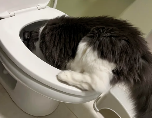 看到猫咪给自己暖马桶，主人很感动，然鹅下一秒...你在干什么？