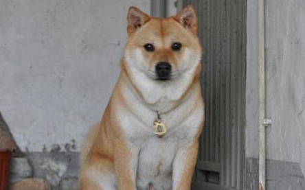李女士花8000块买了一只柴犬，养了三年之后才发现是田园犬