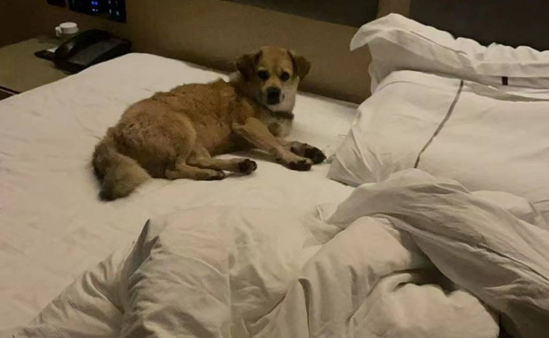 宠物狗遭上门抓走宰杀，犬主：它曾陪我毕业恋爱结婚生子 